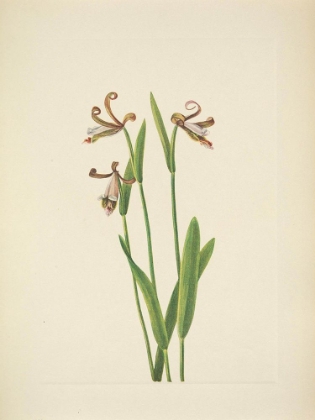 Picture of NORTH AMERICAN WILD FLOWERS 1925 - ROSEBUD ORCHID