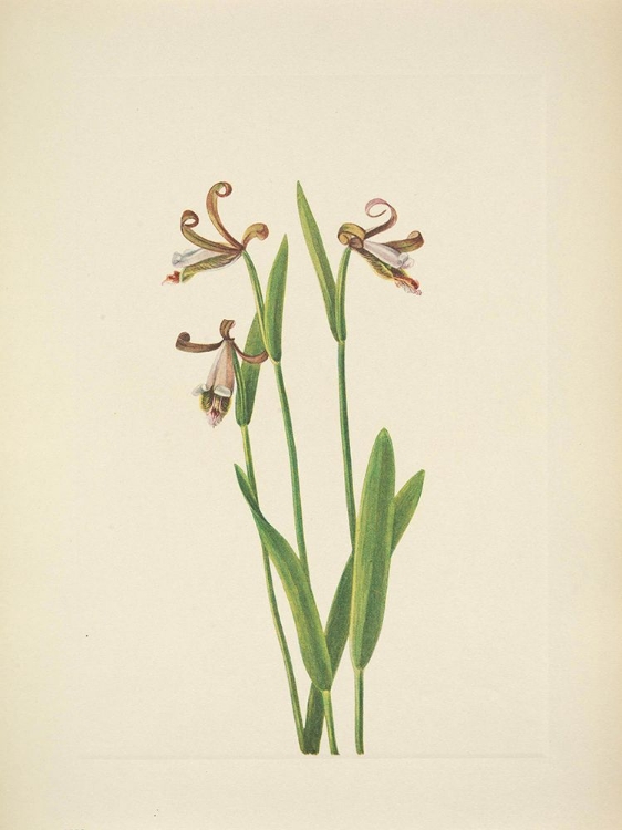 Picture of NORTH AMERICAN WILD FLOWERS 1925 - ROSEBUD ORCHID