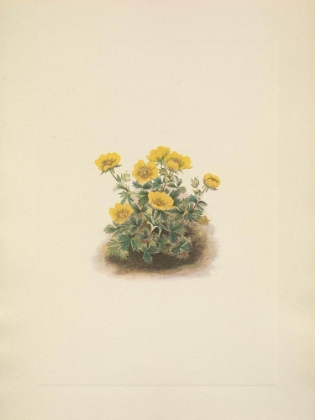 Picture of NORTH AMERICAN WILD FLOWERS 1925 - ROSETTE CINQUEFOIL