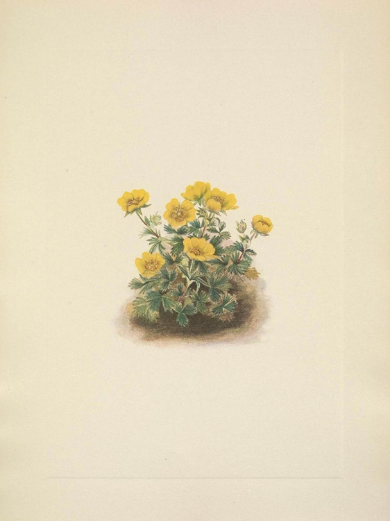 Picture of NORTH AMERICAN WILD FLOWERS 1925 - ROSETTE CINQUEFOIL