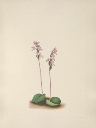 Picture of NORTH AMERICAN WILD FLOWERS 1925 - ROUNDLEAF ORCHIS