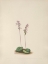 Picture of NORTH AMERICAN WILD FLOWERS 1925 - ROUNDLEAF ORCHIS