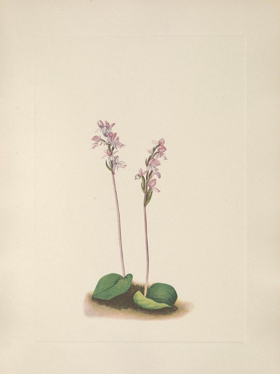 Picture of NORTH AMERICAN WILD FLOWERS 1925 - ROUNDLEAF ORCHIS