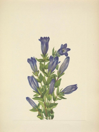 Picture of NORTH AMERICAN WILD FLOWERS 1925 - RUFF GENTIAN