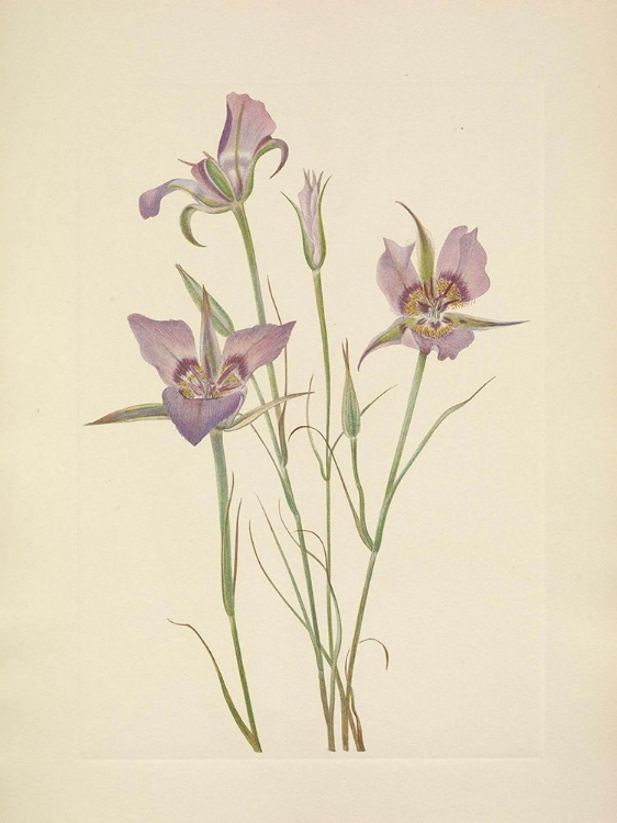 Picture of NORTH AMERICAN WILD FLOWERS 1925 - SAGEBRUSH MARIPOSA