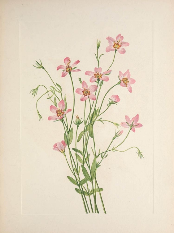 Picture of NORTH AMERICAN WILD FLOWERS 1925 - SALTMARSH ROSEGENTIAN