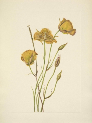 Picture of NORTH AMERICAN WILD FLOWERS 1925 - SAN DIEGO MARIPOSA
