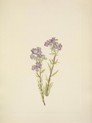 Picture of NORTH AMERICAN WILD FLOWERS 1925 - SAND PHACELIA