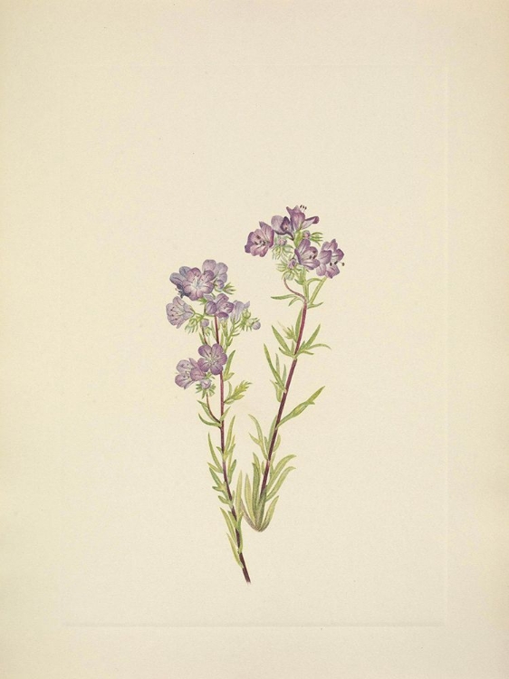 Picture of NORTH AMERICAN WILD FLOWERS 1925 - SAND PHACELIA