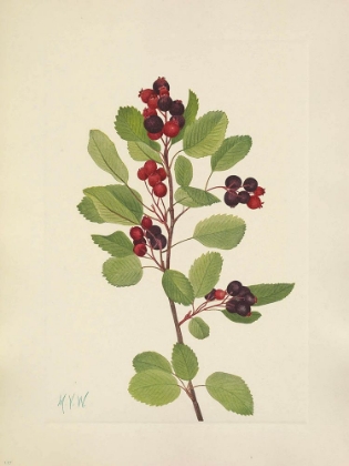 Picture of NORTH AMERICAN WILD FLOWERS 1925 - SASKATOON