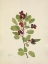 Picture of NORTH AMERICAN WILD FLOWERS 1925 - SASKATOON