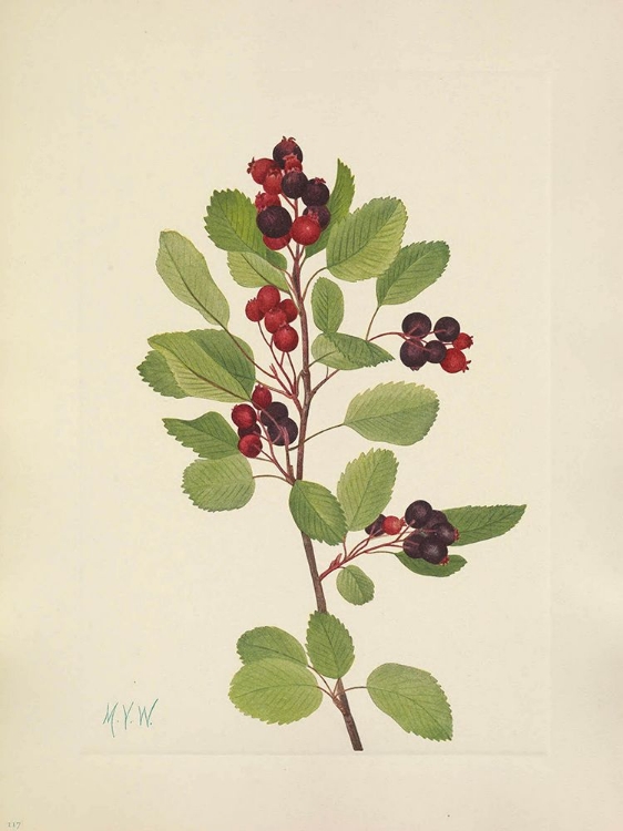 Picture of NORTH AMERICAN WILD FLOWERS 1925 - SASKATOON