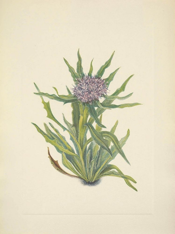 Picture of NORTH AMERICAN WILD FLOWERS 1925 - SAUSSUREA