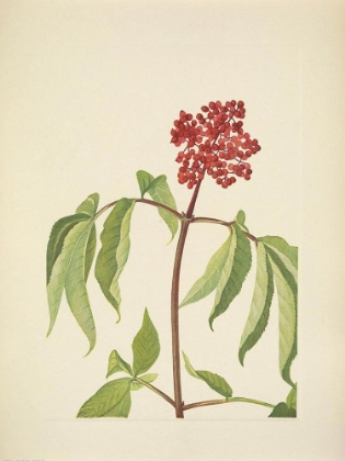 Picture of NORTH AMERICAN WILD FLOWERS 1925 - SCARLET ELDER