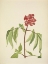 Picture of NORTH AMERICAN WILD FLOWERS 1925 - SCARLET ELDER