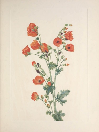 Picture of NORTH AMERICAN WILD FLOWERS 1925 - SCARLET GLOBE-MALLOW