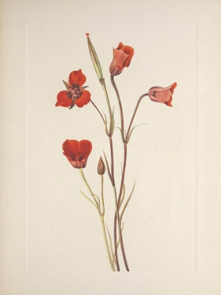 Picture of NORTH AMERICAN WILD FLOWERS 1925 - SCARLET MARIPOSA