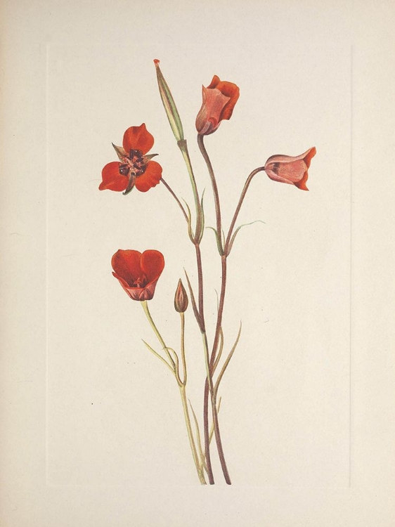 Picture of NORTH AMERICAN WILD FLOWERS 1925 - SCARLET MARIPOSA