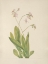 Picture of NORTH AMERICAN WILD FLOWERS 1925 - SHOOTINGSTAR