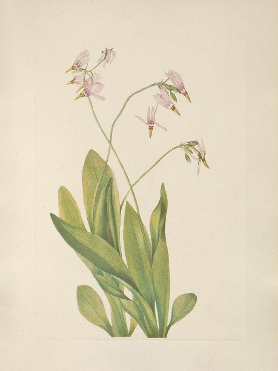 Picture of NORTH AMERICAN WILD FLOWERS 1925 - SHOOTINGSTAR