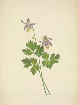 Picture of NORTH AMERICAN WILD FLOWERS 1925 - SHORTSPUR COLUMBINE