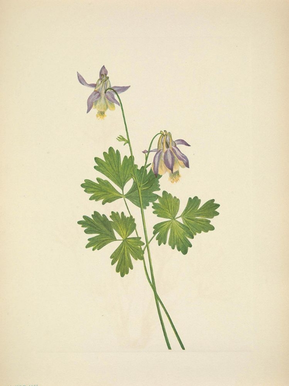 Picture of NORTH AMERICAN WILD FLOWERS 1925 - SHORTSPUR COLUMBINE