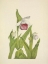 Picture of NORTH AMERICAN WILD FLOWERS 1925 - SHOWY LADYSLIPPER