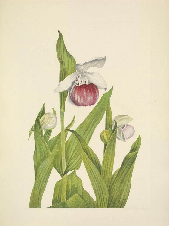 Picture of NORTH AMERICAN WILD FLOWERS 1925 - SHOWY LADYSLIPPER