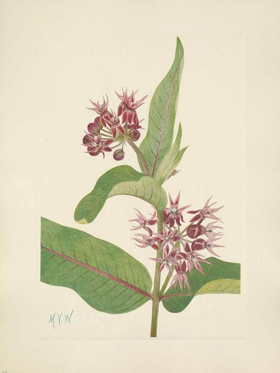 Picture of NORTH AMERICAN WILD FLOWERS 1925 - SHOWY MILKWEED