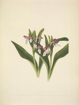 Picture of NORTH AMERICAN WILD FLOWERS 1925 - SHOWY ORCHIS