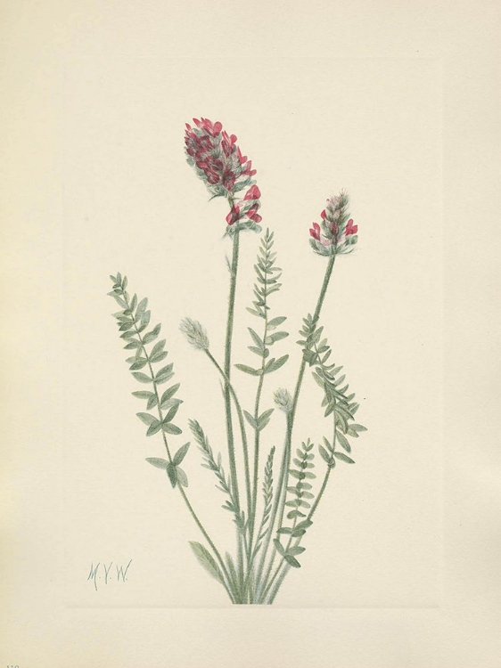 Picture of NORTH AMERICAN WILD FLOWERS 1925 - SHOWY OXYTROPE