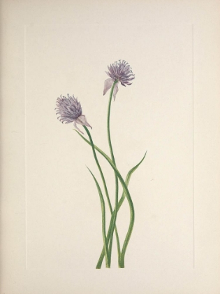 Picture of NORTH AMERICAN WILD FLOWERS 1925 - SIBERIAN ONION