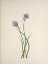 Picture of NORTH AMERICAN WILD FLOWERS 1925 - SIBERIAN ONION