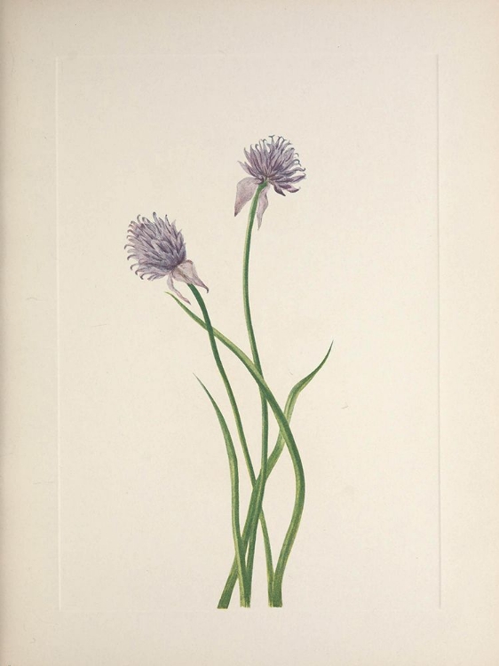 Picture of NORTH AMERICAN WILD FLOWERS 1925 - SIBERIAN ONION