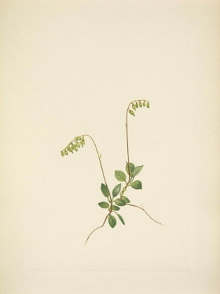 Picture of NORTH AMERICAN WILD FLOWERS 1925 - SIDEBELLS PYROLA