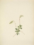 Picture of NORTH AMERICAN WILD FLOWERS 1925 - SIDEBELLS PYROLA
