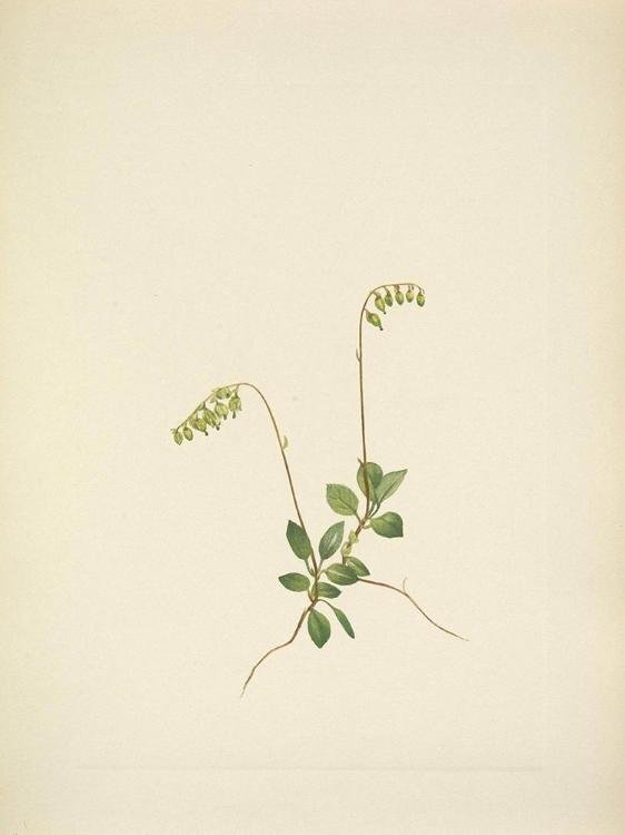 Picture of NORTH AMERICAN WILD FLOWERS 1925 - SIDEBELLS PYROLA