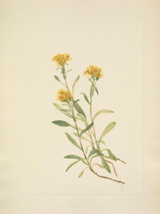 Picture of NORTH AMERICAN WILD FLOWERS 1925 - SIDESADDLE GOLDENROD