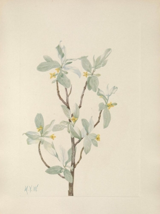 Picture of NORTH AMERICAN WILD FLOWERS 1925 - SILVERBERRY FLOWER