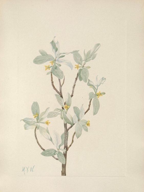 Picture of NORTH AMERICAN WILD FLOWERS 1925 - SILVERBERRY FLOWER