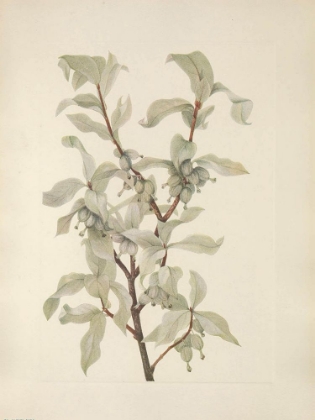 Picture of NORTH AMERICAN WILD FLOWERS 1925 - SILVERBERRY FRUIT