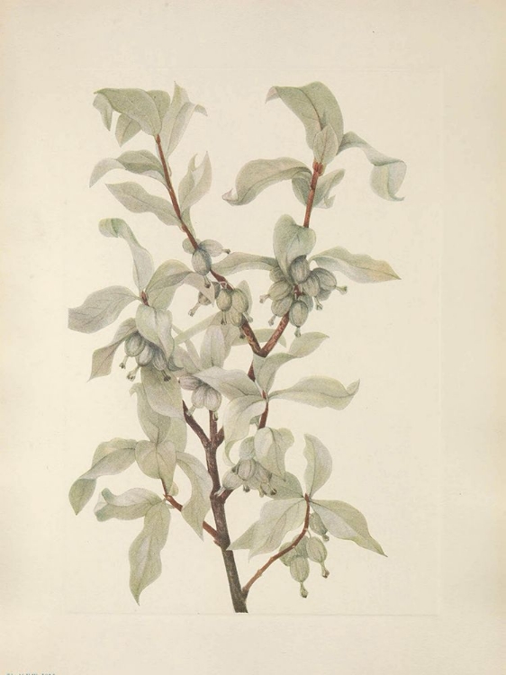 Picture of NORTH AMERICAN WILD FLOWERS 1925 - SILVERBERRY FRUIT