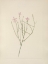 Picture of NORTH AMERICAN WILD FLOWERS 1925 - SKELETONFLOWER