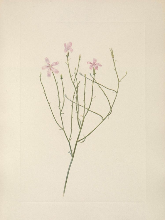 Picture of NORTH AMERICAN WILD FLOWERS 1925 - SKELETONFLOWER