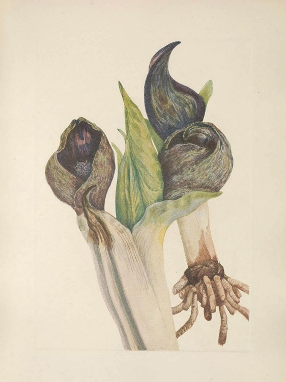 Picture of NORTH AMERICAN WILD FLOWERS 1925 - SKUNKCABBAGE