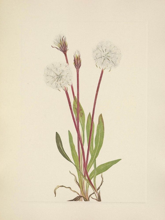 Picture of NORTH AMERICAN WILD FLOWERS 1925 - SLENDER AGOSERIS