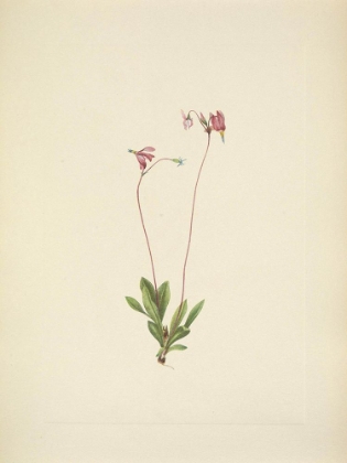 Picture of NORTH AMERICAN WILD FLOWERS 1925 - SLENDER SHOOTINGSTAR