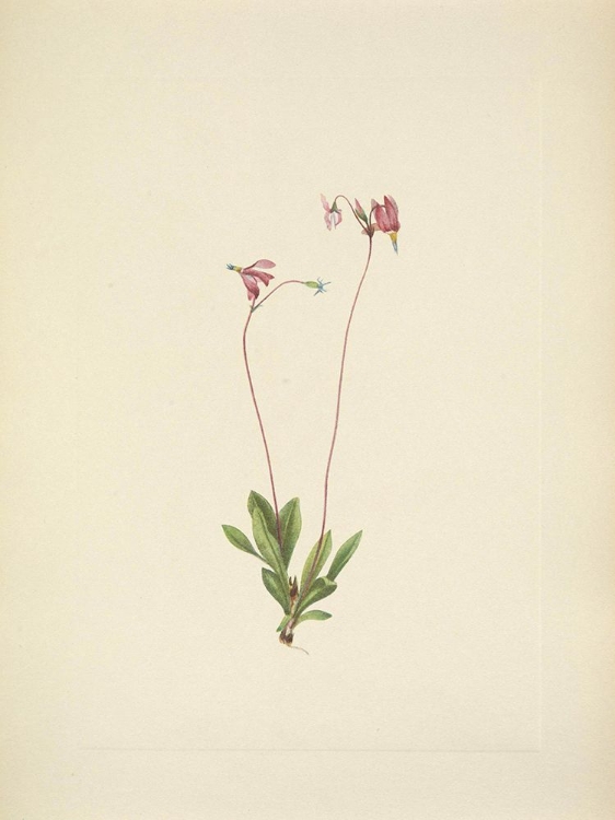 Picture of NORTH AMERICAN WILD FLOWERS 1925 - SLENDER SHOOTINGSTAR