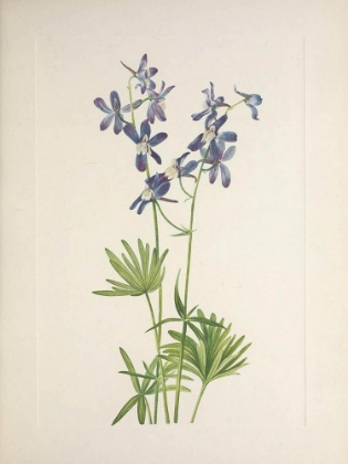 Picture of NORTH AMERICAN WILD FLOWERS 1925 - SLIM LARKSPUR