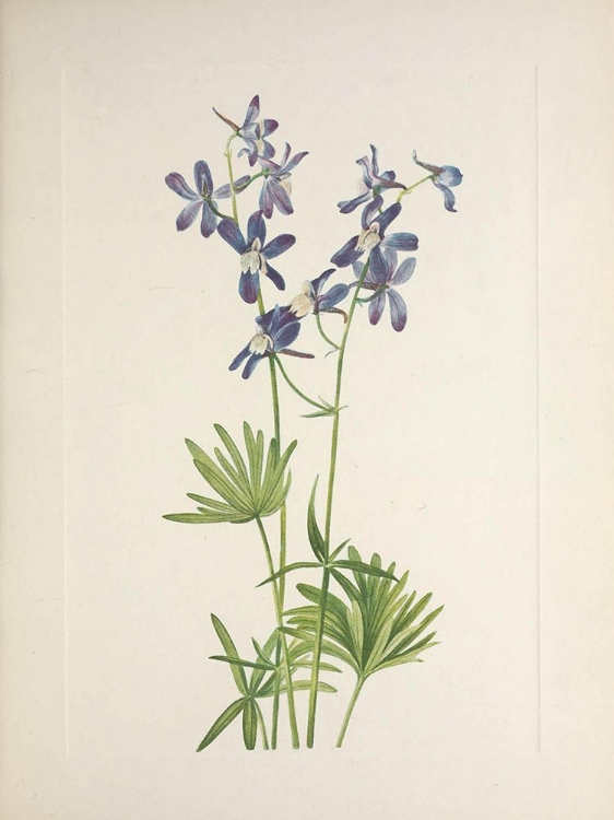 Picture of NORTH AMERICAN WILD FLOWERS 1925 - SLIM LARKSPUR